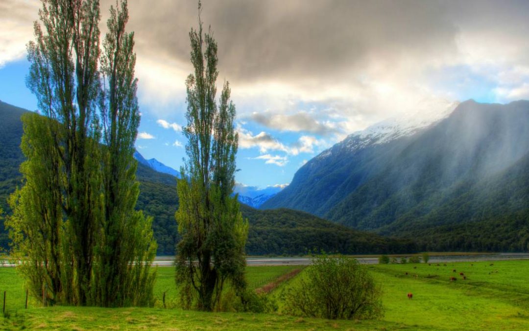 Post Graduate Diploma in New Zealand
